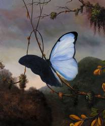 Blue Morpho Butterfly