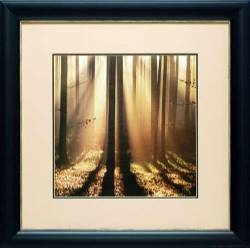Sunlight & Trees I
