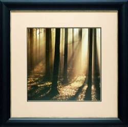 Sunlight & Trees II
