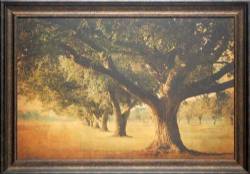 Island Oak