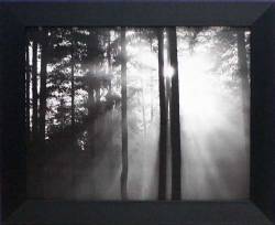 Light Through the Trees I