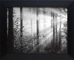 Light Through the Trees II