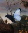 Blue Morpho Butterfly