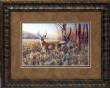 Bluff Country Buck