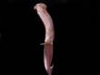 Antler Fixed Blade Knife