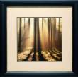 Sunlight & Trees I