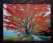 Wild Red Maple and Fog