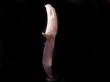 Fixed Blade Knife