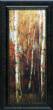Birch Forest II