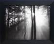 Light Through the Trees I