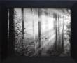 Light Through the Trees II